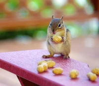 Charming Squirrel Enjoying Peanuts