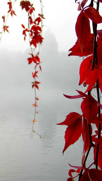 hojas, naturaleza