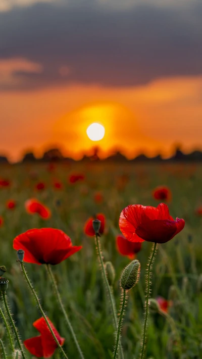 fleurs, nature, soleil, lever de soleil, coucher de soleil