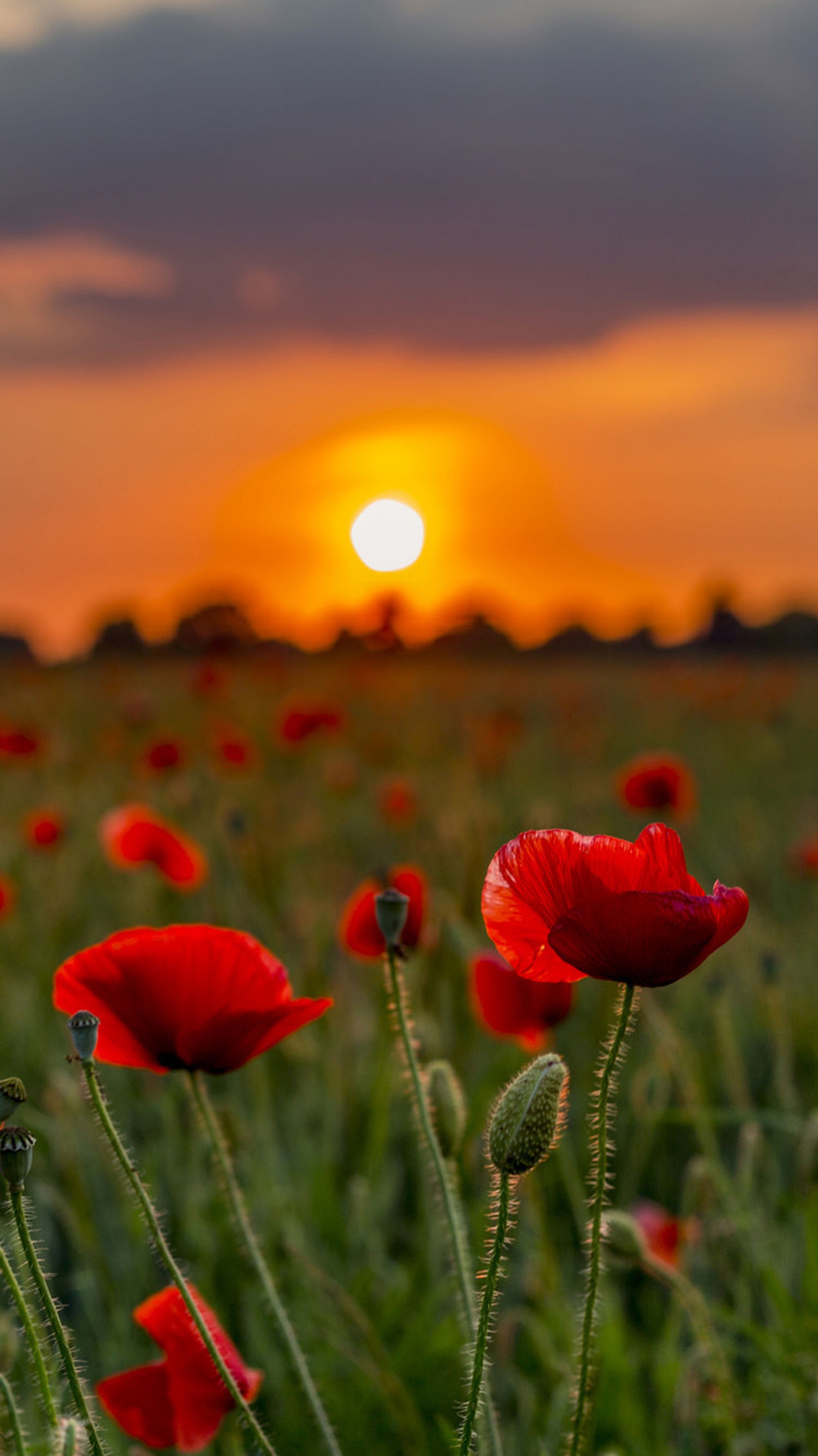 Descargar fondo de pantalla flores, naturaleza, sol, amanecer, atardecer