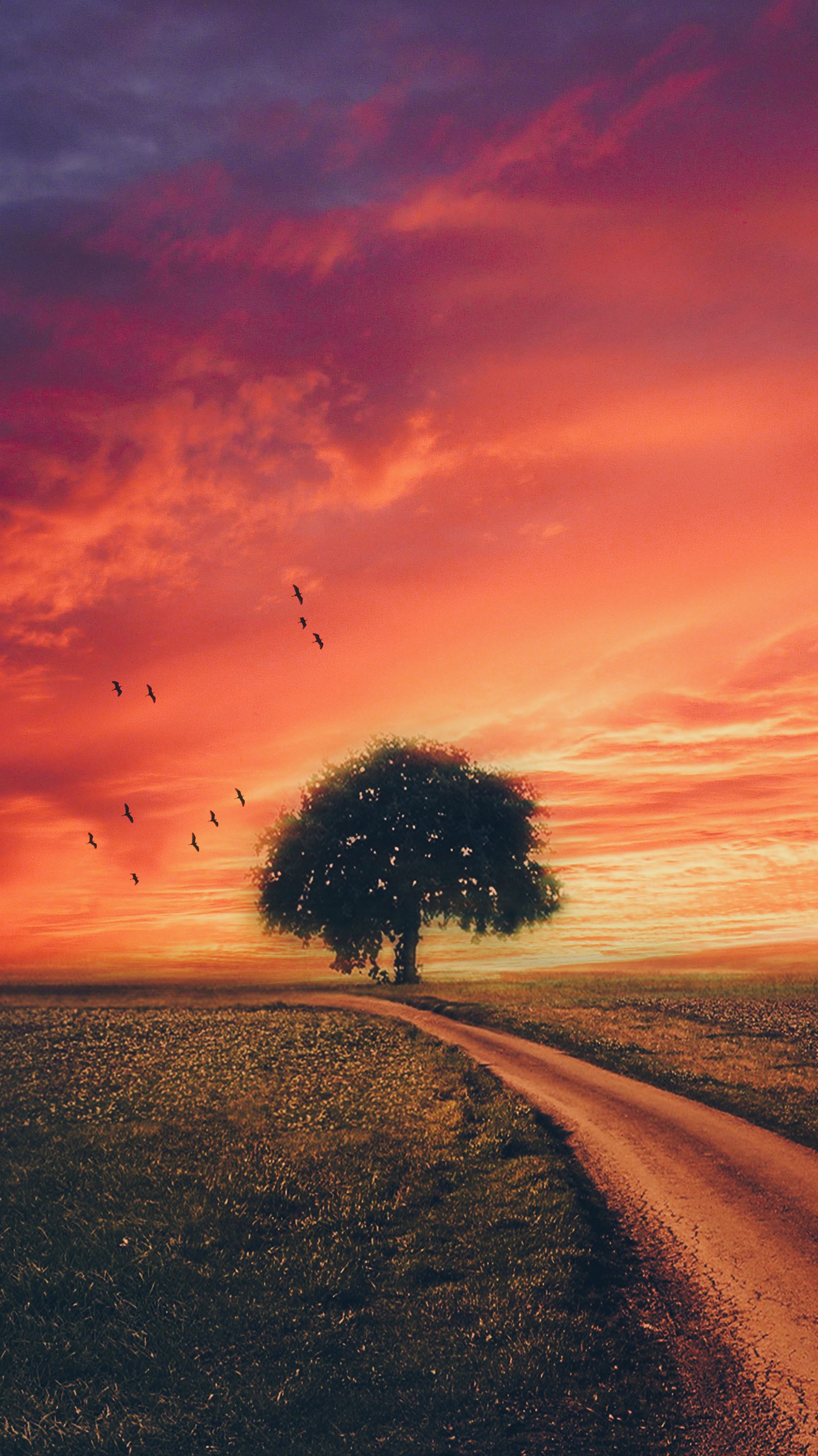 Ein einsamer baum auf einem feldweg (landschaften, natur, nacht, straße, himmel)