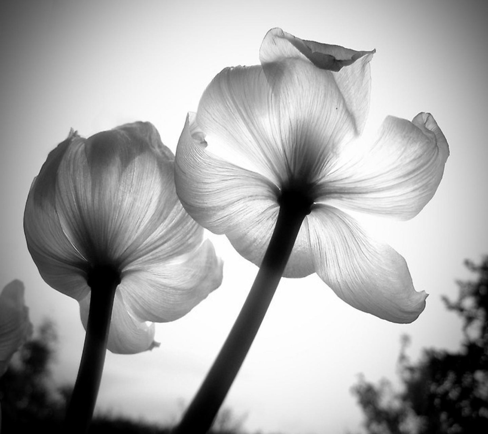 There are two white flowers that are in the middle of a field (beautiful, flowers)