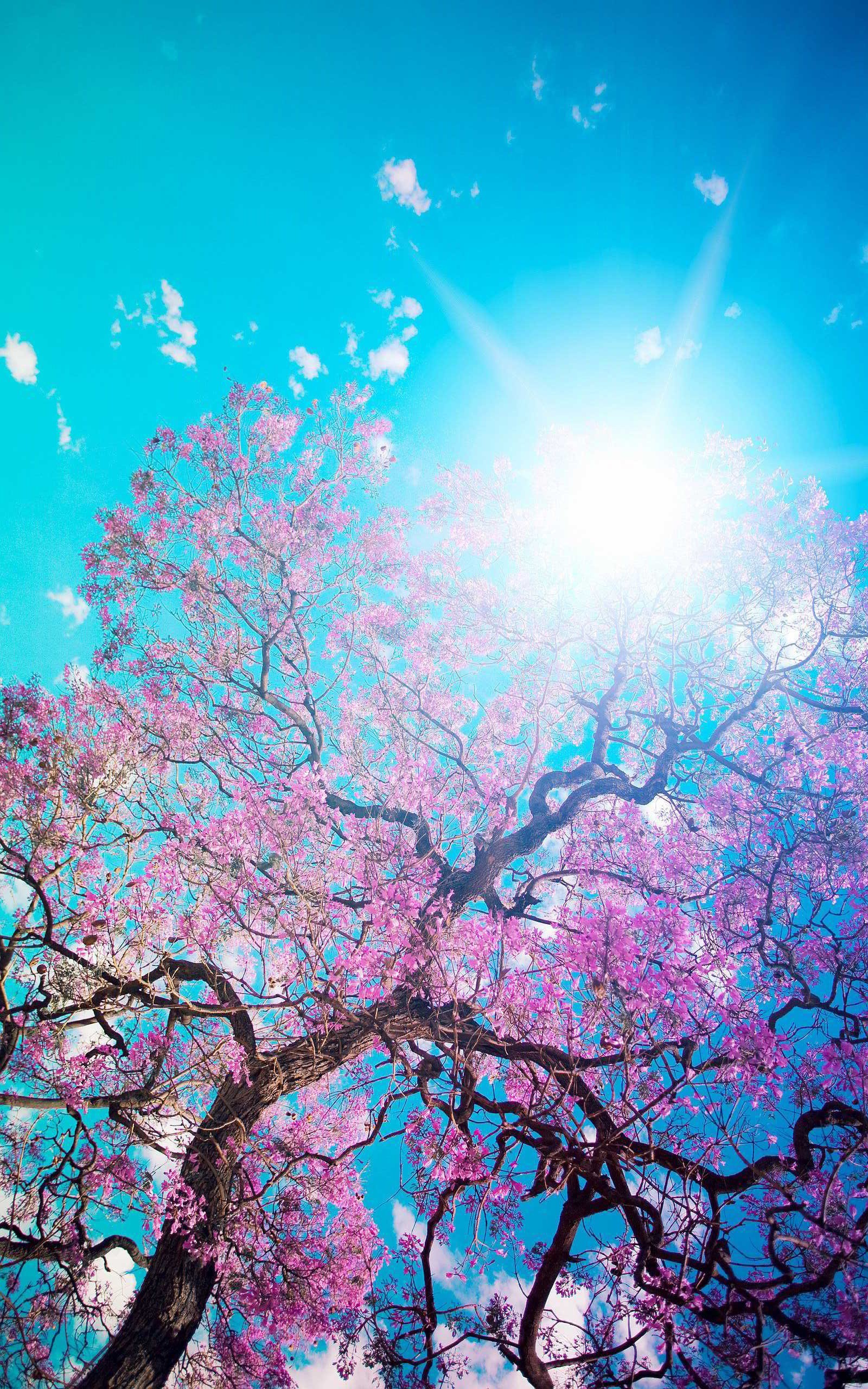 Un primer plano de un árbol con un sol brillante al fondo (azul, floración, cielo, flor, flores)