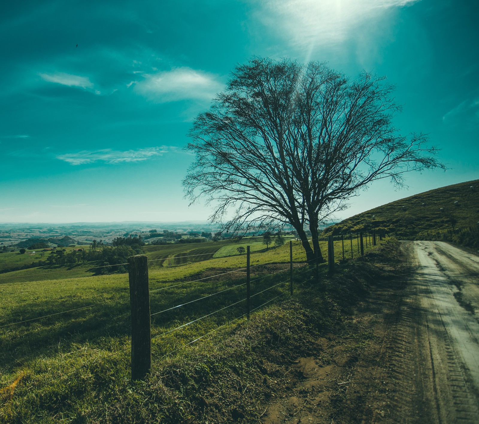 sky, tree, wind Download Wallpaper