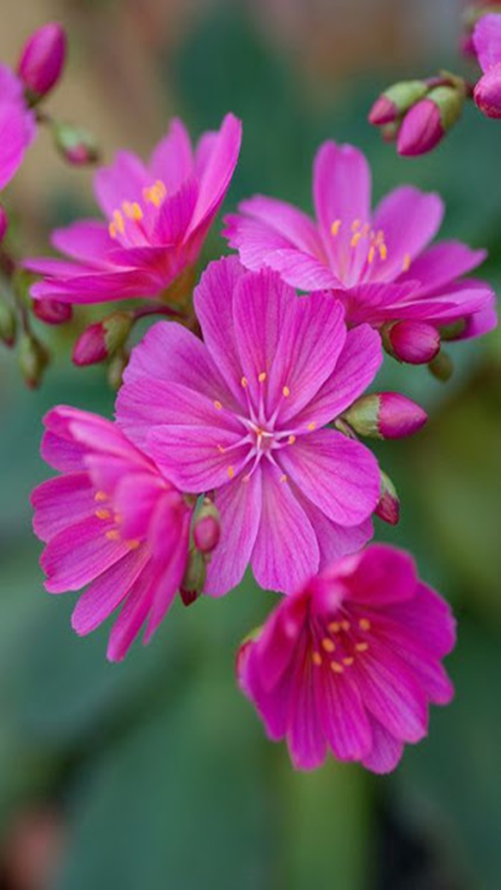 Purple flowers with yellow centers are blooming in a garden (flowers, spring)