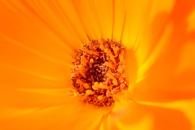 planta com flores, laranja, grande plano, flor, planta