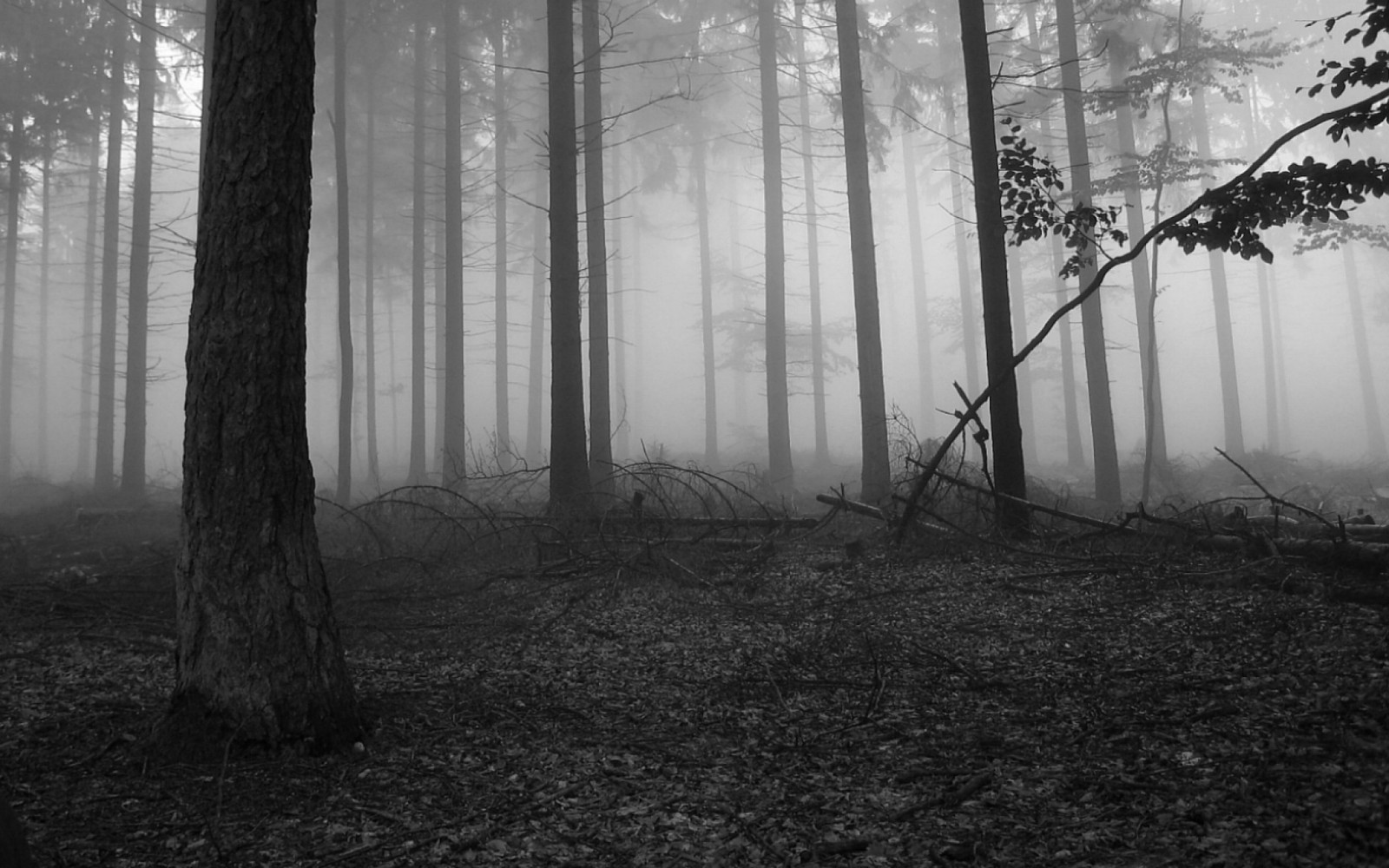 Una foto en blanco y negro de un bosque con árboles y niebla (árbol, bosque, niebla, atmósfera, blanco y negro)