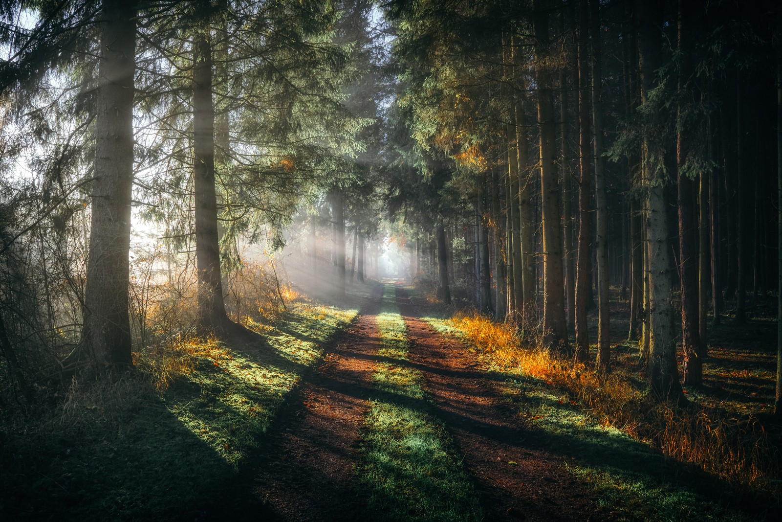 Une forêt avec un chemin et des arbres au milieu (forêt, passerelle, ensoleillement, rayon de soleil, brume matinale)