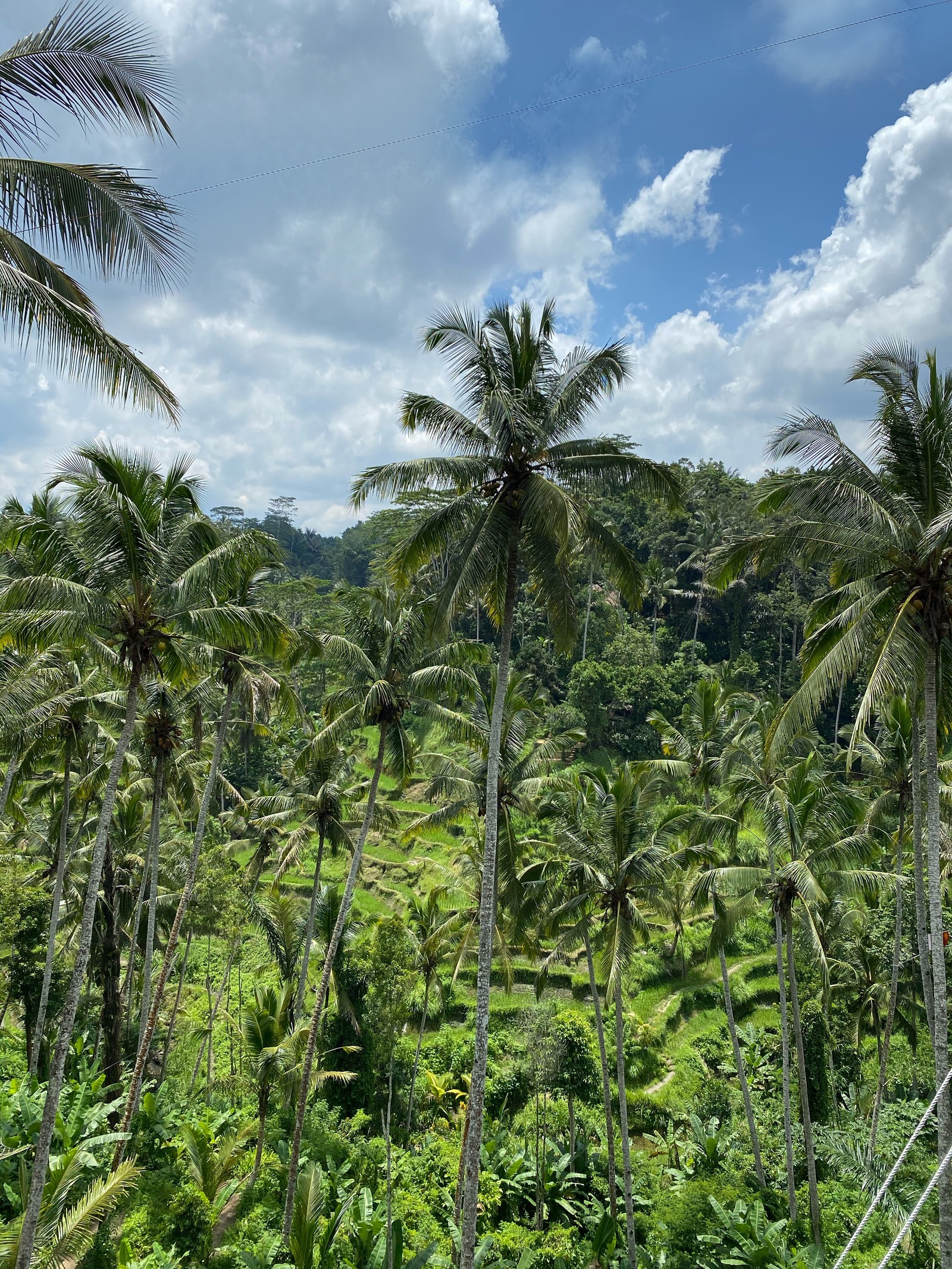 Vista aérea de um campo de palmeiras com céu azul. (bali, vegetação, arbustos, floresta tropical, bioma)