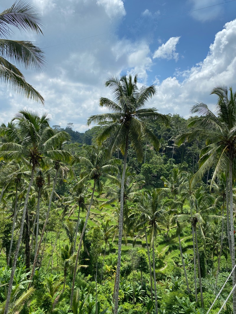 Воздушный вид на поле с пальмами и голубым небом. (бали, bali, растительность, кустарниковые заросли, тропический лес)