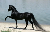 cavalo árabe, garanhão, cavalo pintado americano, raça de cavalo, juba