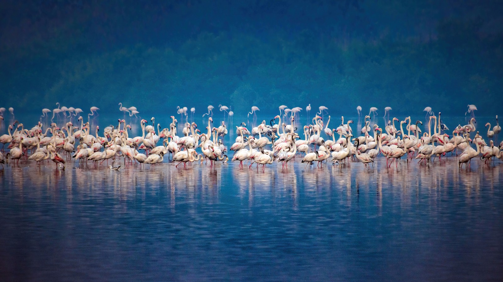 Um bando de flamingos na água de um lago (migrando, flamingo, animais)