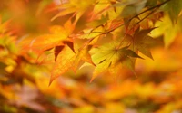 otoño, hoja, amarillo, árbol, hoja de arce