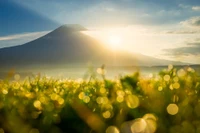 Prairie ensoleillée à l'aube avec le mont Fuji en arrière-plan