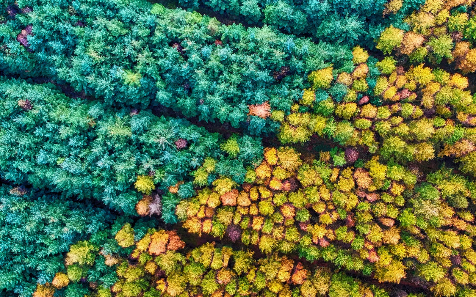 Скачать обои осенний сезон, лес мамхед, mamhead forest, воздушная фотография, разноцветный