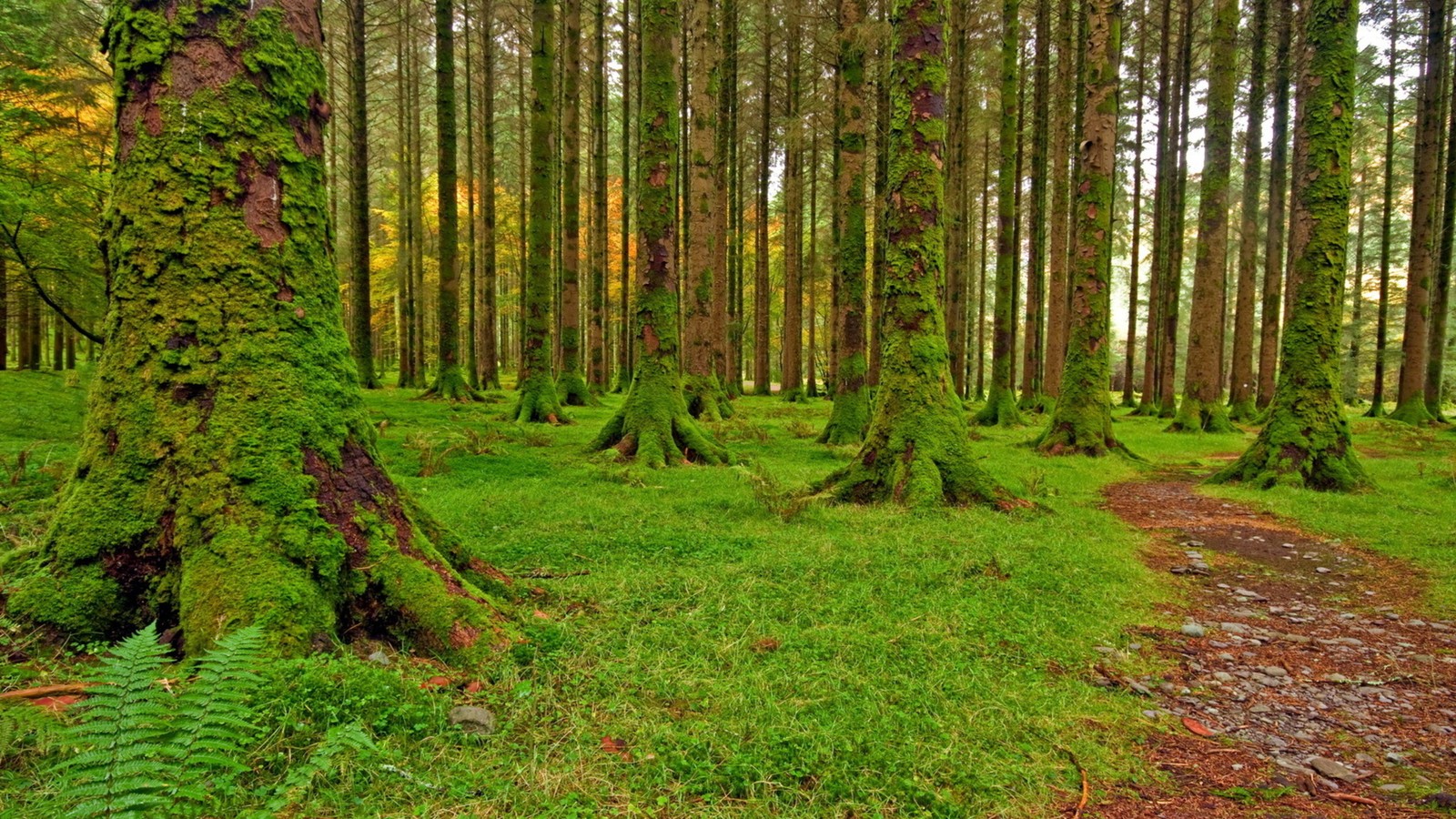 Ein wald mit vielen bäumen und moosbedeckten stämmen (moos, baum, wald, waldland, lauf einer waffe)