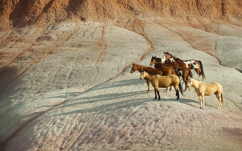 Лошади стоят на холме с горой на заднем плане (мустанг, mustang, дикое животное, кобыла, жеребенок)