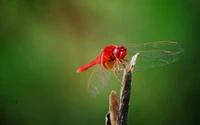 insecto, libélulas y caballitos del diablo, plaga, fotografía macro, invertebrados