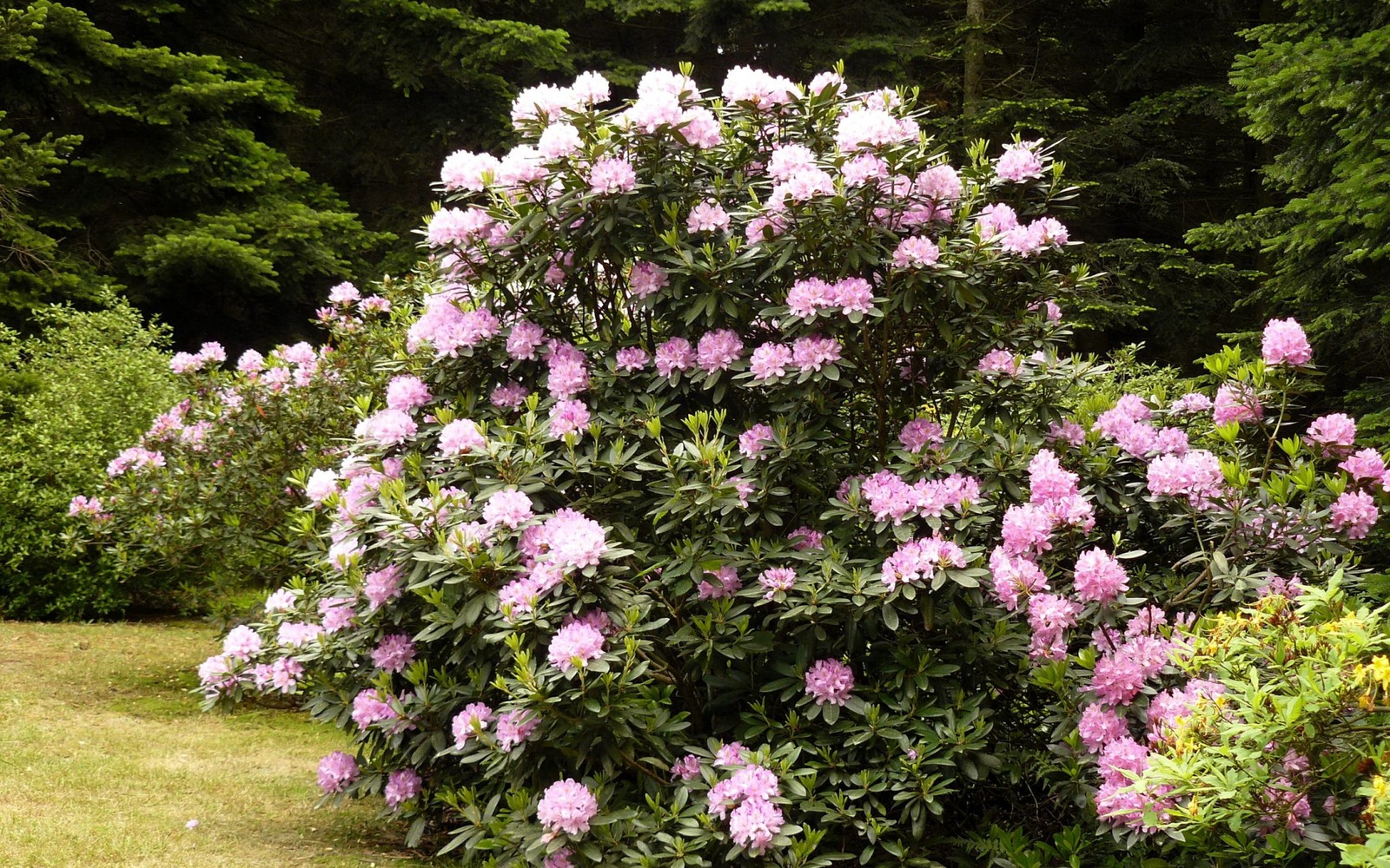 Lade azalee, rhododendron, blühende pflanze, gehölz, baum Hintergrund herunter