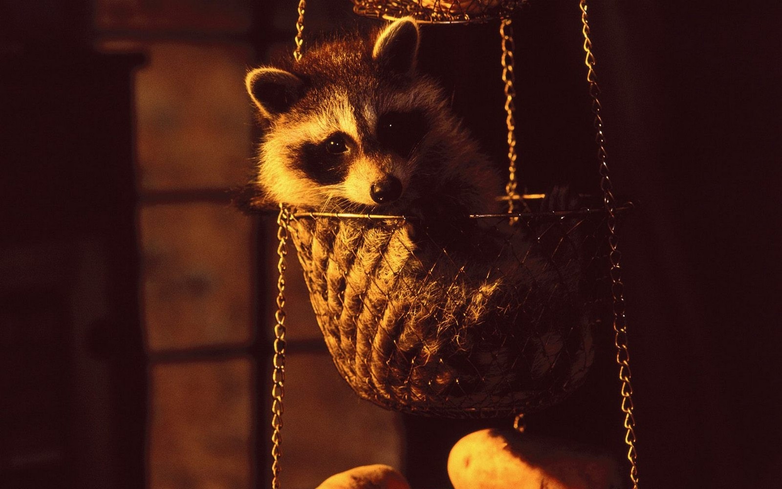 There is a raccoon that is sitting in a basket (raccoon, procyonidae, snout, fur)