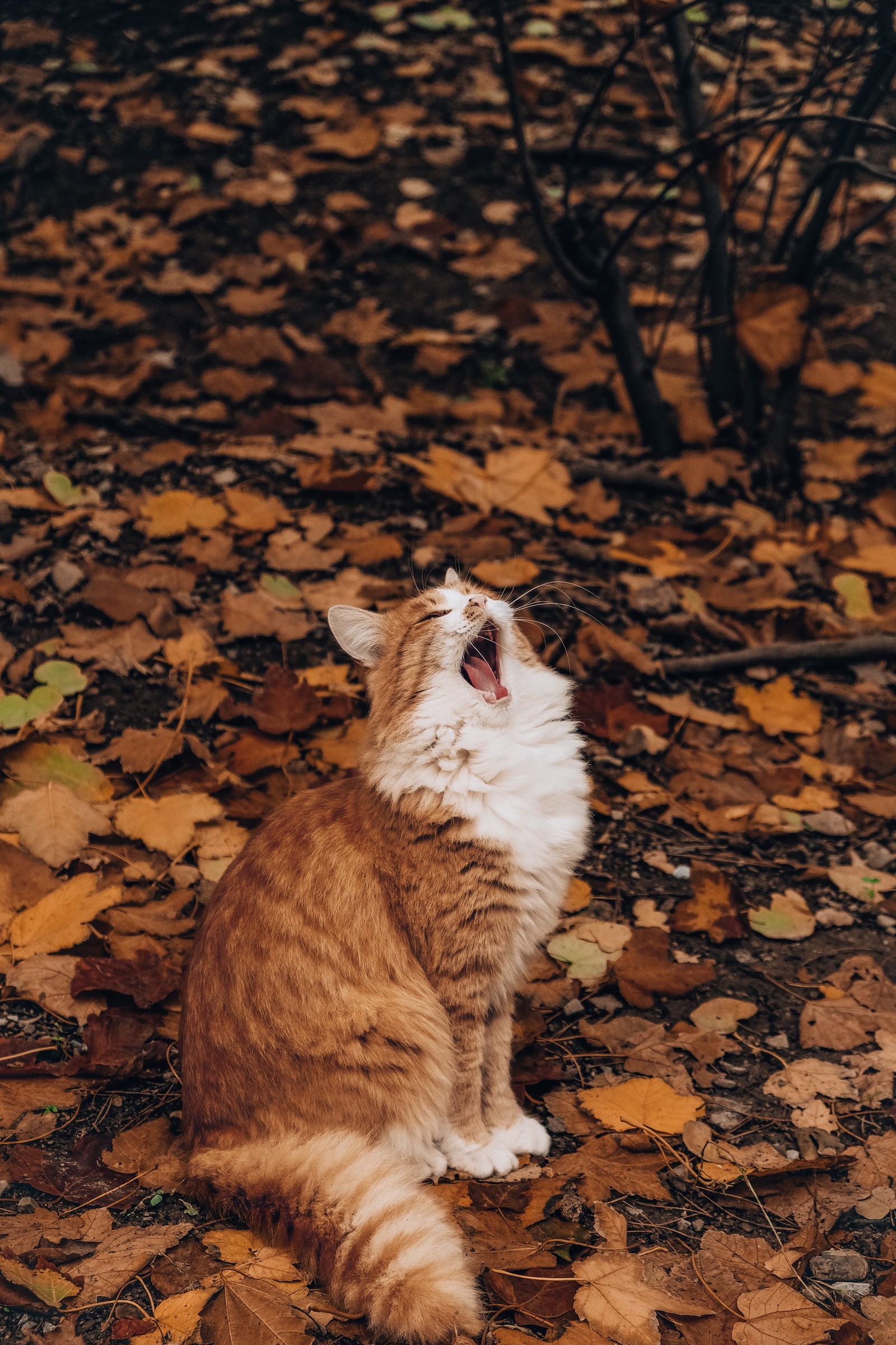 Hay un gato sentado en el suelo con la boca abierta (otoño, cat, felidae, bigotes, hoja)