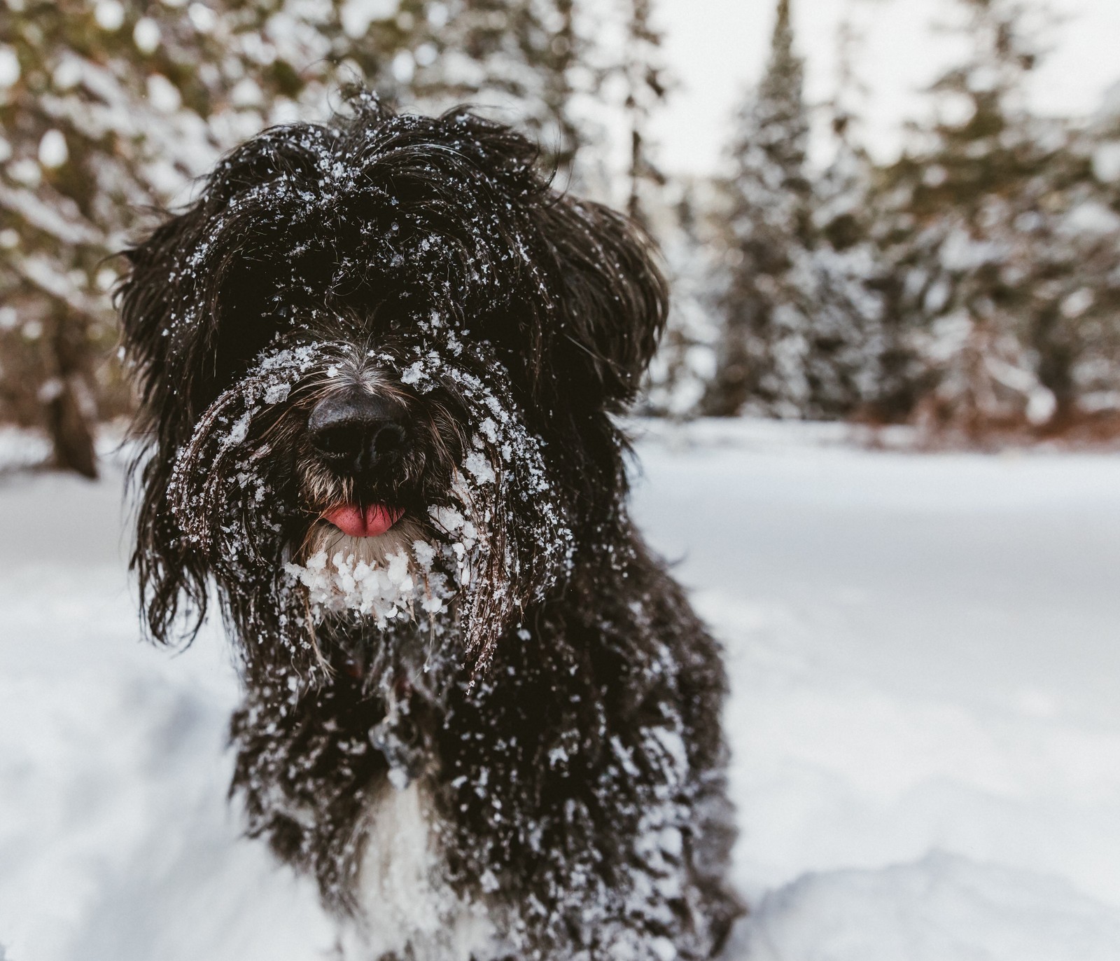 Il y a un chien noir assis dans la neige (race de chien, groupe sportif, chien deau espagnol, chien, neige)