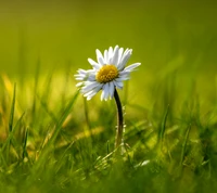 Blooming Chamomile in Springtime