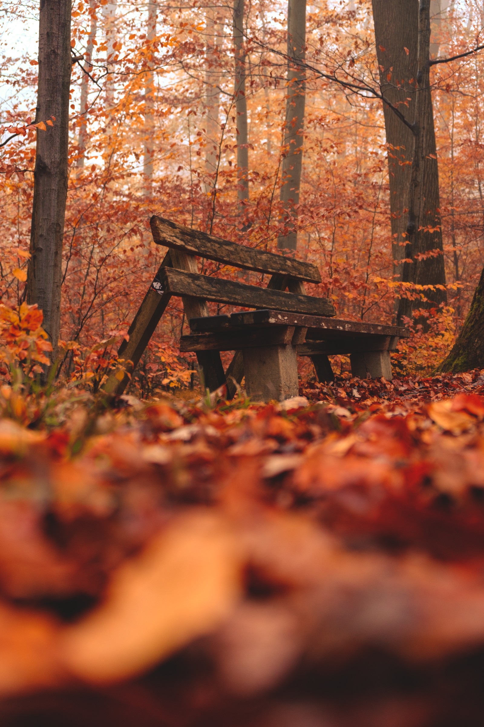 There is a wooden bench in the middle of a forest (natural environment, natural landscape, wood, woodland, tree)