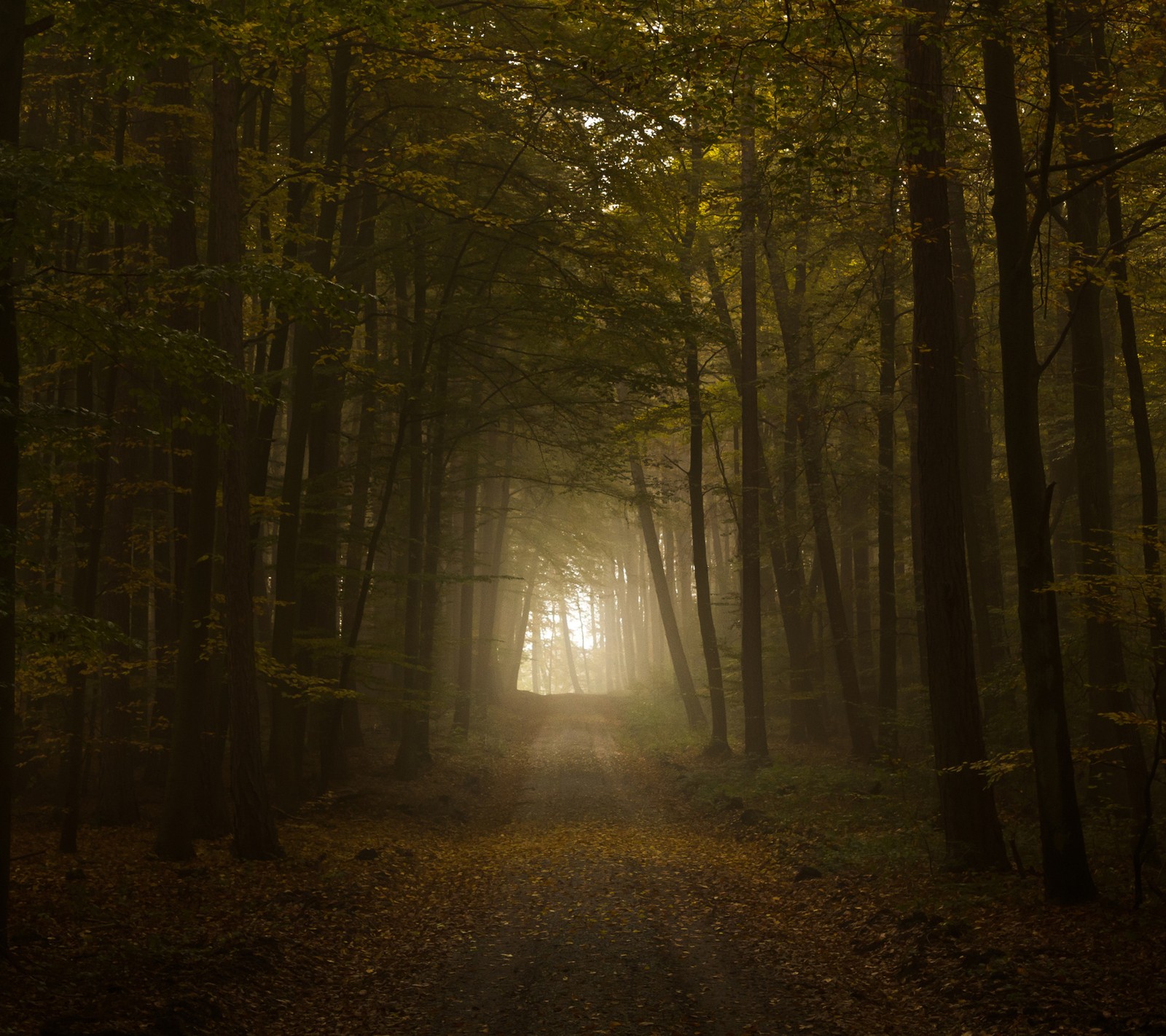 Descargar fondo de pantalla bosque, sol