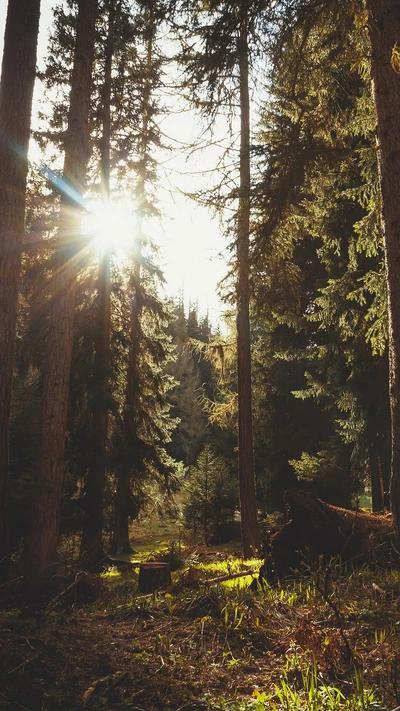 Sunlight Filtering Through a Serene Forest