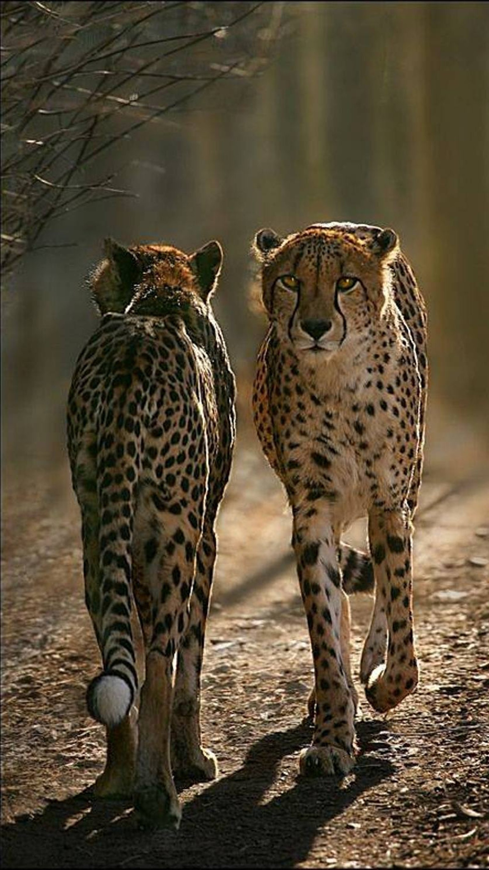 Il y a deux guépards marchant sur une route en terre (animal, amis, léopards)