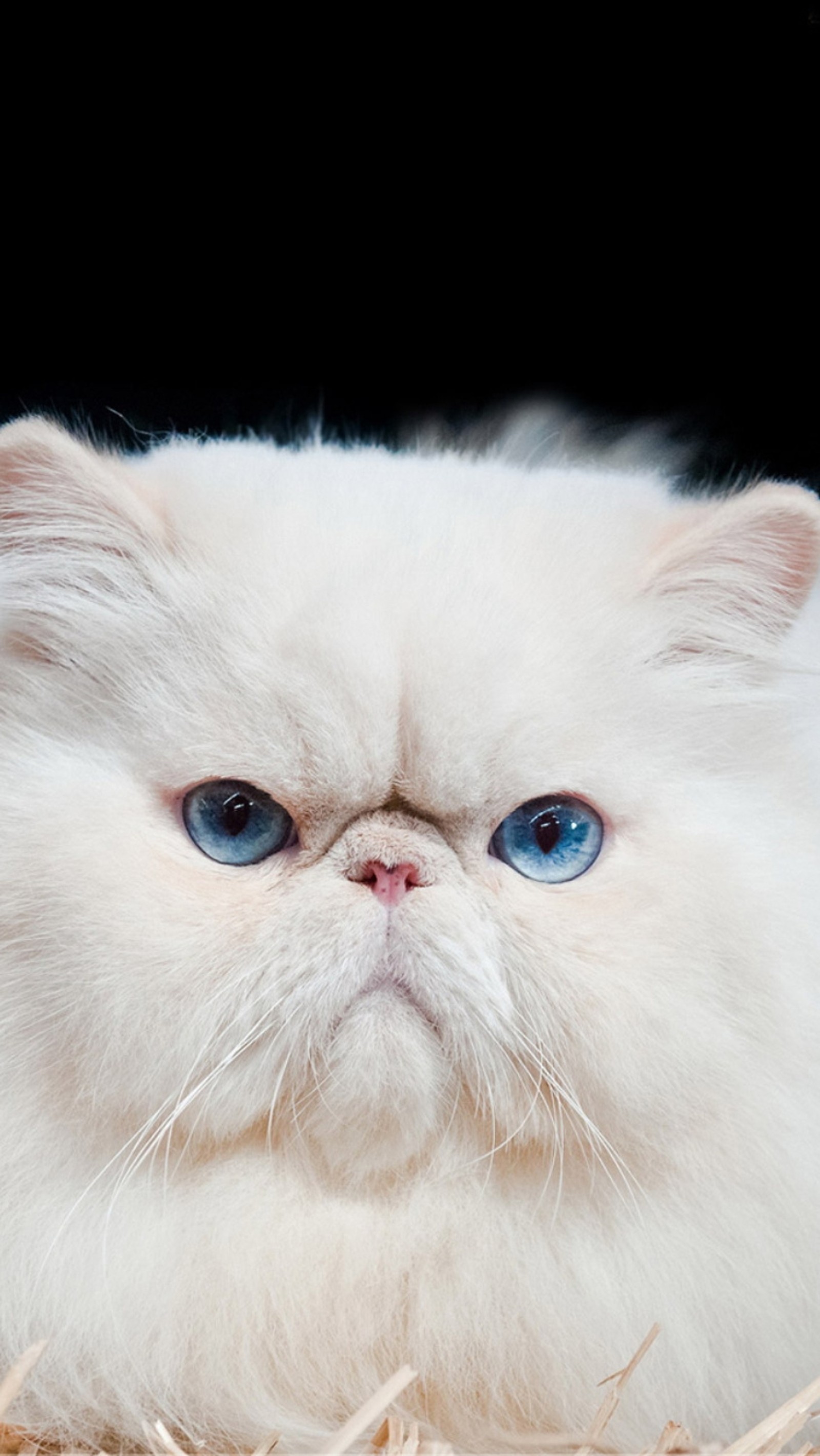 Un gato con ojos azules acostado sobre heno frente a un fondo negro (cat, genial)