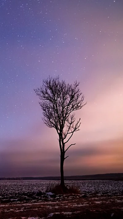 cosmos, sky, stars, tree