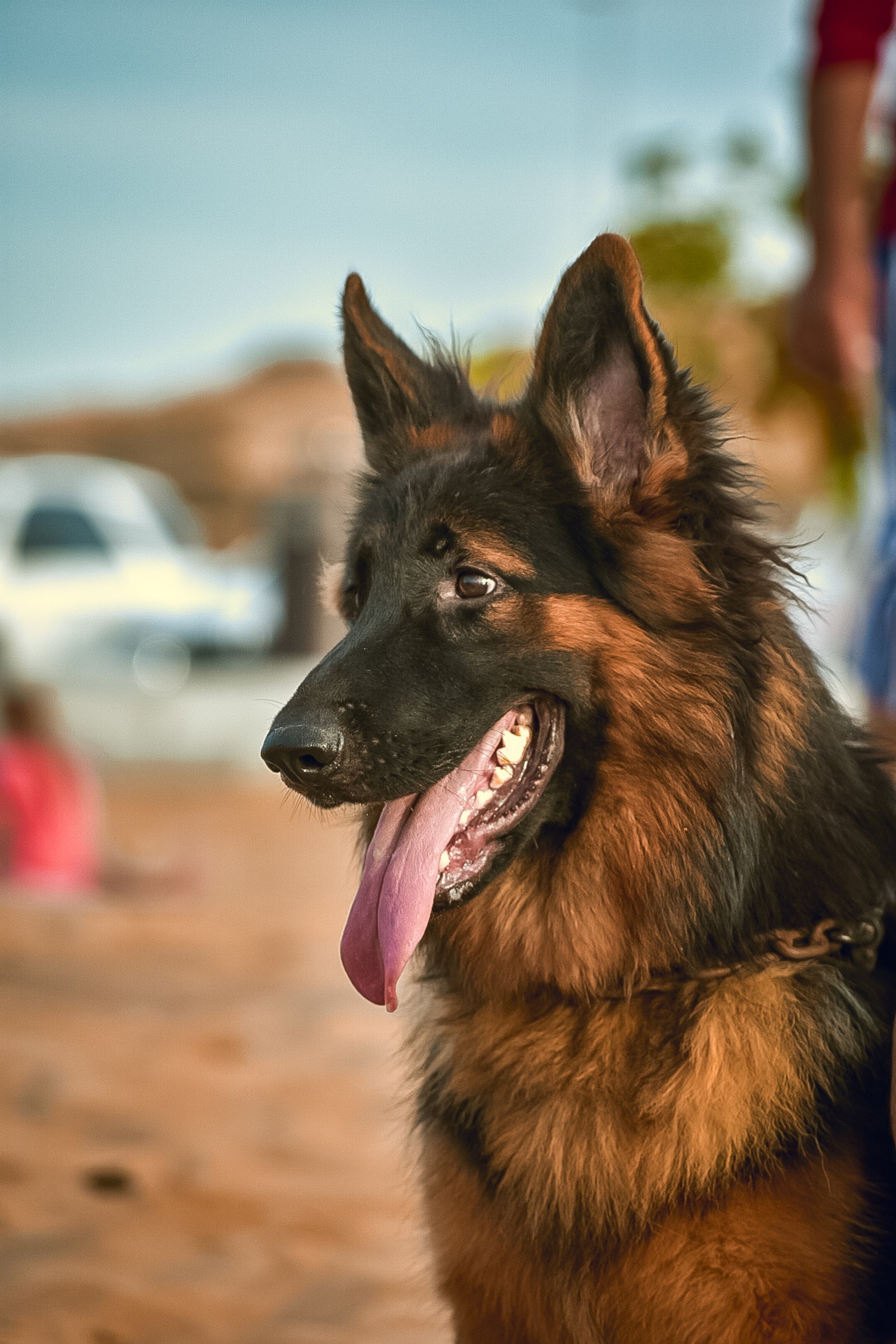 animal, photography, beachshoot Download Wallpaper