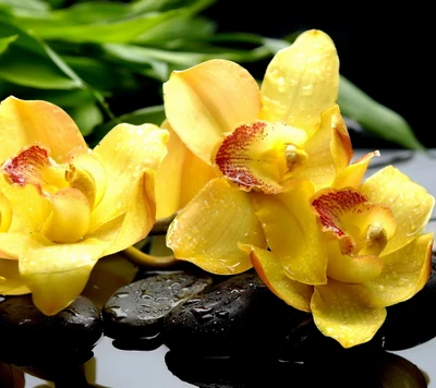 Orchidées jaunes avec des gouttes d'eau sur des pierres