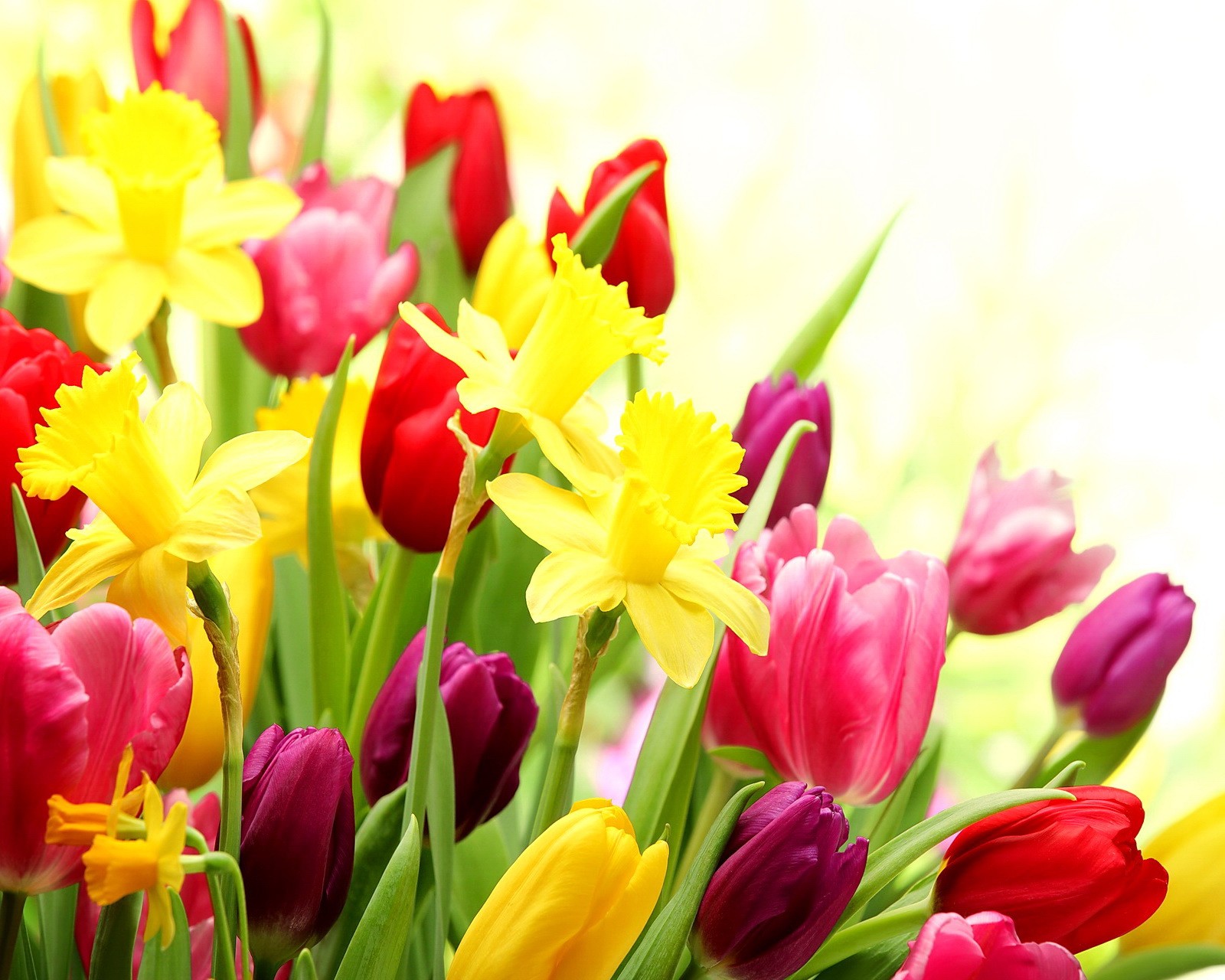 There are many different colored flowers in a vase on the table (flowers, spring, tulips)