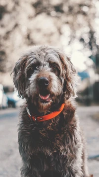 cachorro, raza de perro, perro, perro de compañía, collar