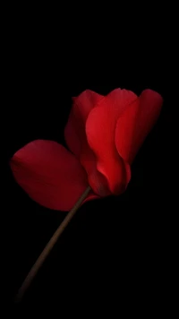 Striking Red Flower Against a Dark Background