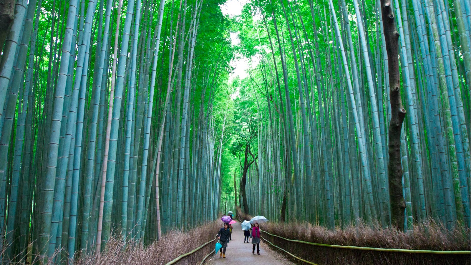 Girafas caminhando por uma floresta de bambu com um casal de pessoas (floresta de bambu, arashiyama, atração turística, verde, natureza)