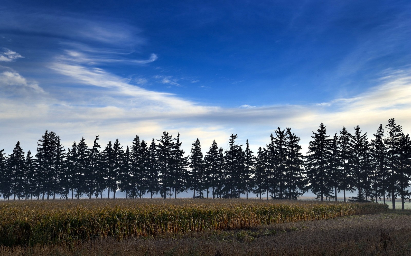 Vue d'un champ avec des arbres et un ciel bleu (nuage, arbre, matin, ciel, nuages)