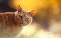 Nahaufnahme einer neugierigen Tabby-Katze in einer sanften, herbstlichen Landschaft