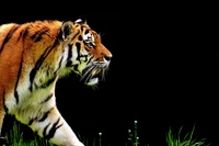 Majestätischer Tiger im Profil vor schwarzem Hintergrund