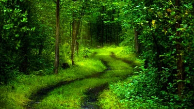 Lush Green Pathway Through a Tranquil Forest.