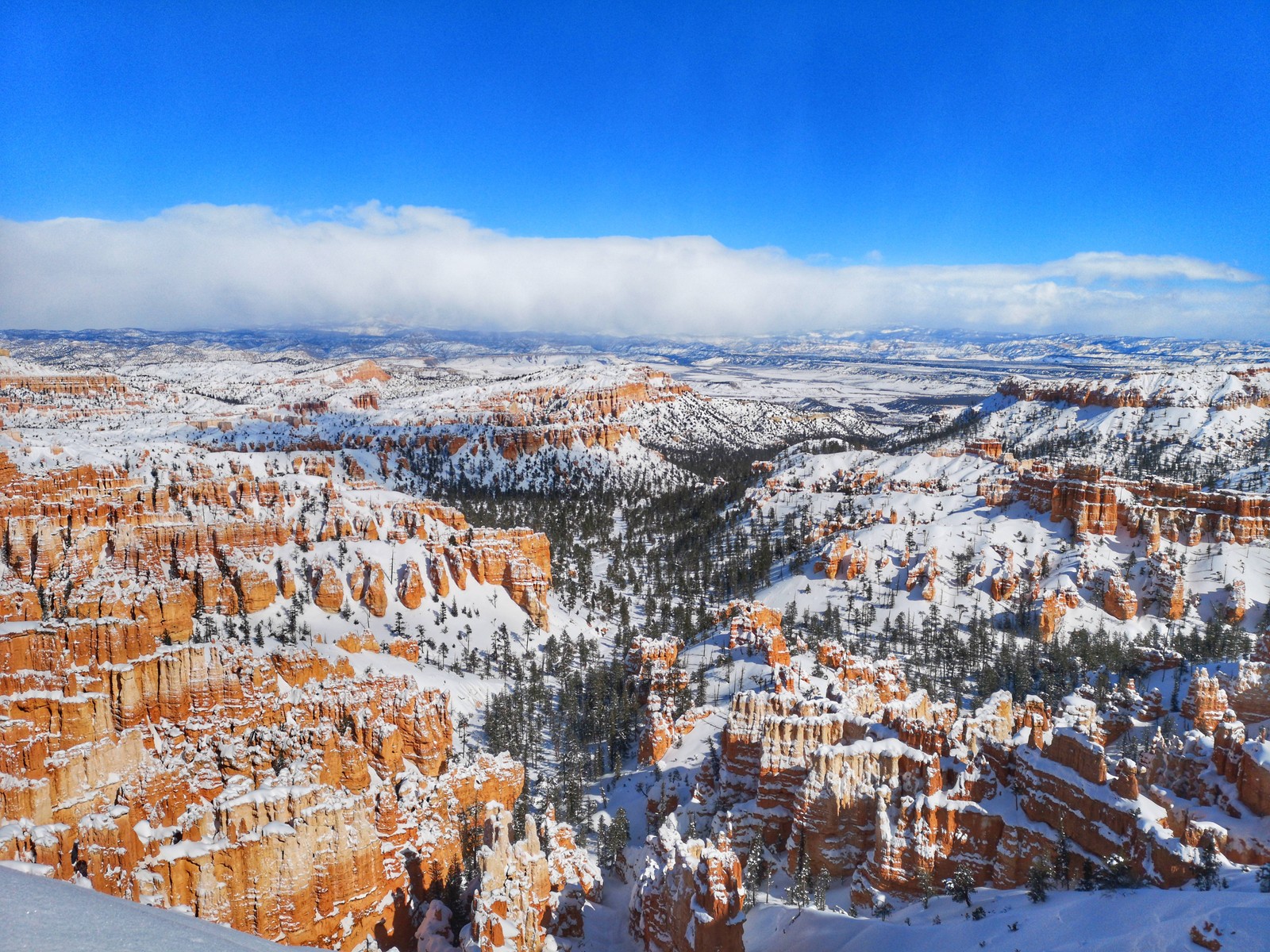 Girafes dans la neige sur une montagne surplombant un canyon (parc national de bryce canyon, bryce canyon city, parc national du grand canyon, parc, parc national)