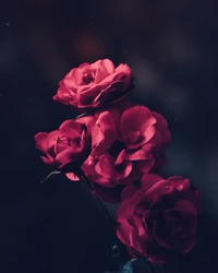 Vibrant Pink Garden Roses Against a Dark Background