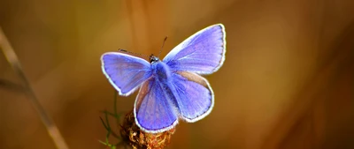 insecto, polillas y mariposas, mariposa, invertebrado, licénido