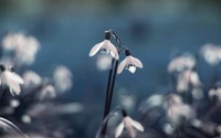 snowdrop, plant, spring, petal, galanthus wallpaper