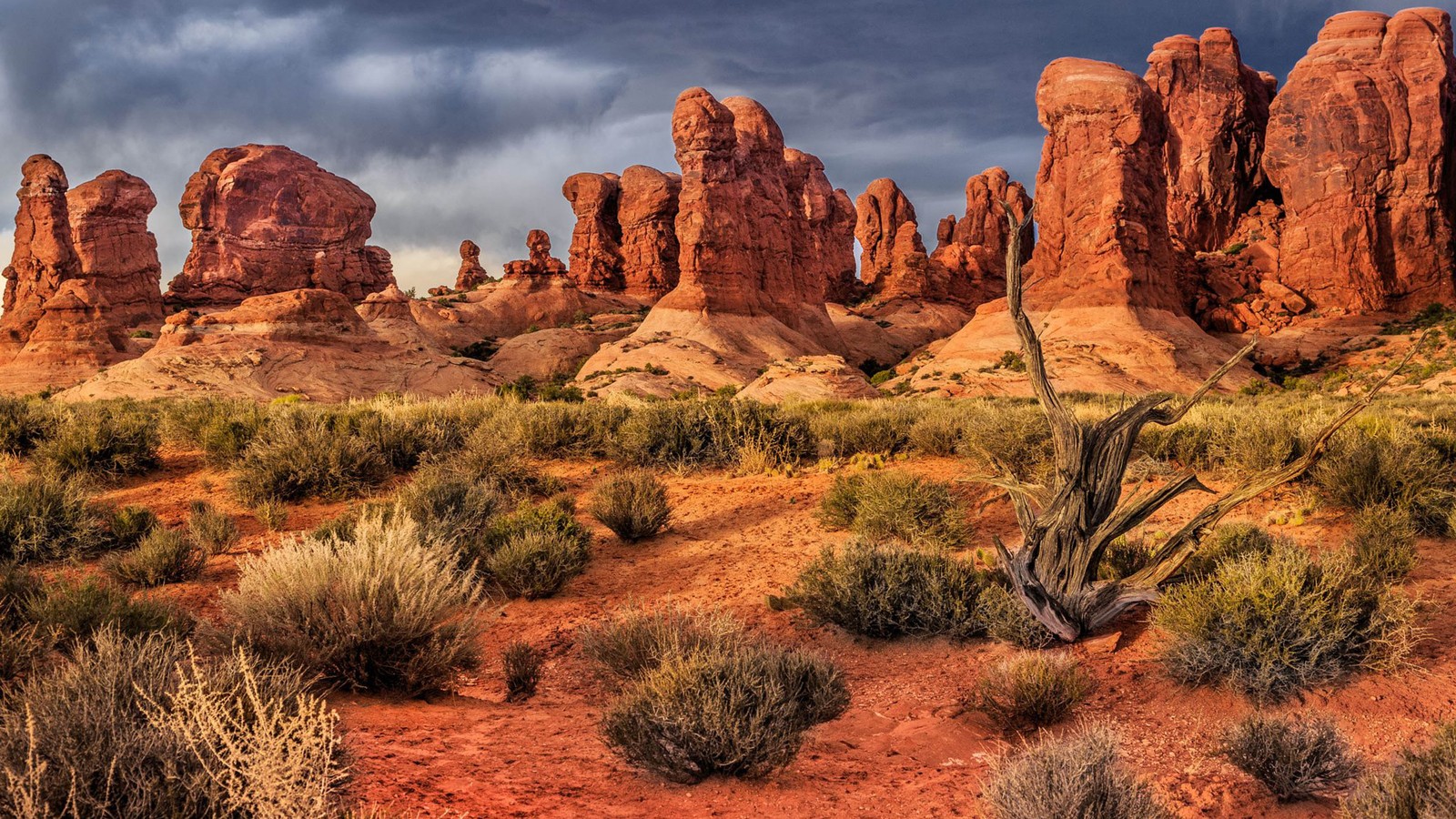 A close up of a desert with a cactus plant and rocks (arches national park, zion national park, bryce canyon national park, national park, park)