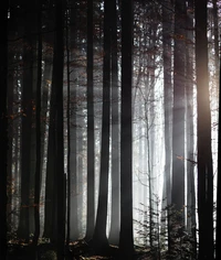 Sunlight Breaking Through a Mystical Forest