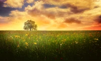 Arbre solitaire dans une prairie vibrante sous un ciel dramatique